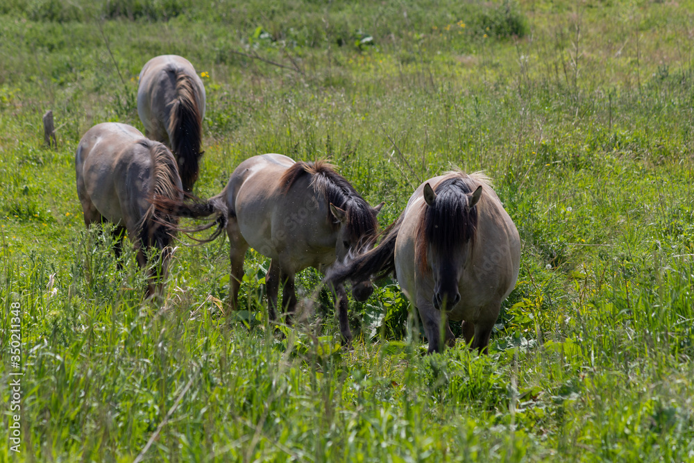 Obraz premium Konik breed horses grazing in the meadows of the natural park Itteren near Maastricht alongside the river Meuse as part of a natural ecology system in this area