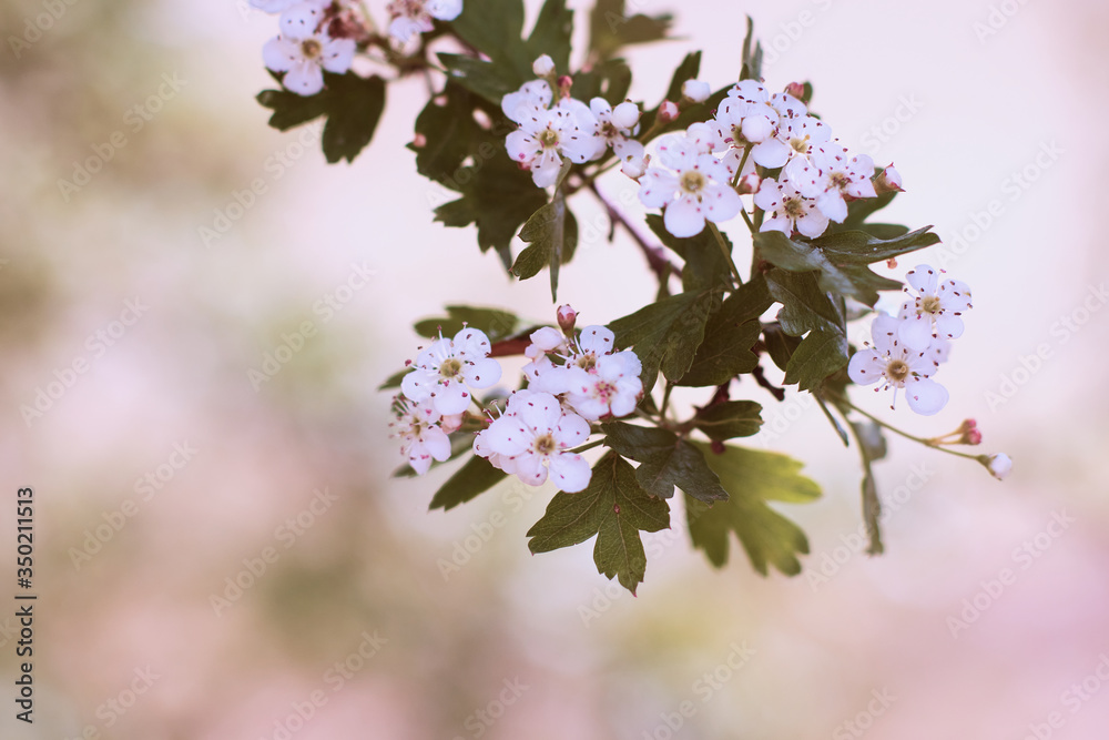 Close-up photo of a white blossom on tree, soft blurry background pastel colors Close-up photo of a white blossom on tree, soft blurry background pastel colors