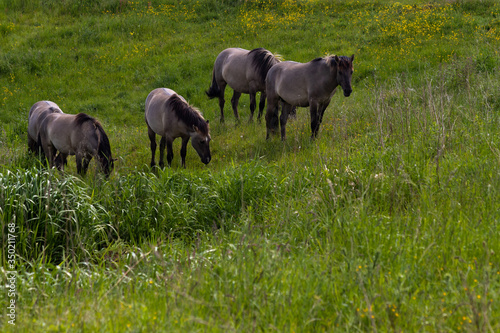 Konik breed horses grazing in the meadows of the natural park Itteren near Maastricht alongside the river Meuse as part of a natural ecology system in this area