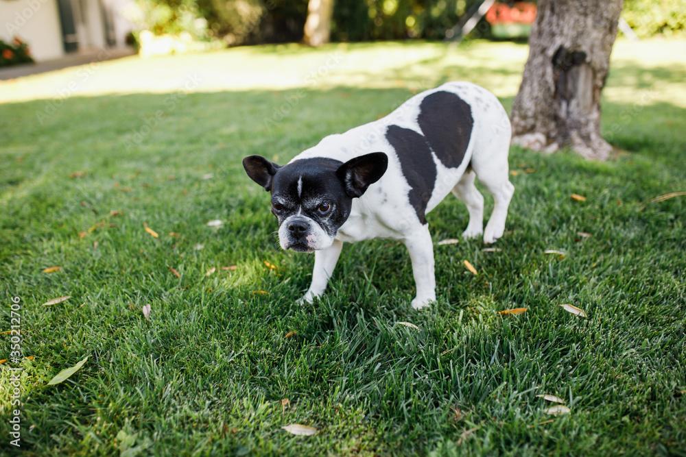 French bulldog. On the street. Standing on the green grass.