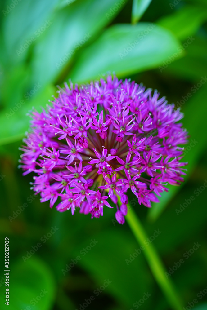 Purple globe allium flower in the spring Purple globe allium flower in the spring