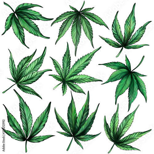 set of cannabis leaves isolated on white background. Green marijuana