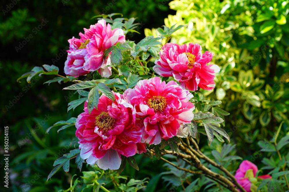 Pink tree peony flower on the bush