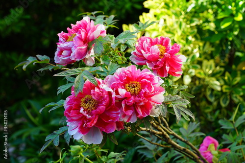 Pink tree peony flower on the bush photo