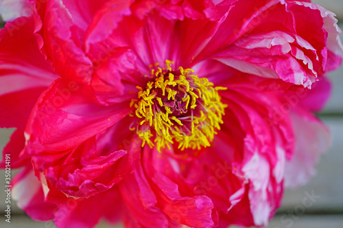 Full bloom close-up view of a pink tree peony flower with yellow stamens