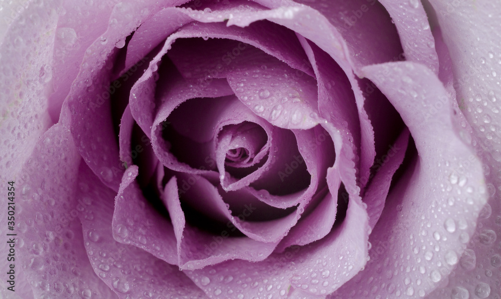 Floral background with beautiful gentle lilac rose close up. Fresh rose in the dewdrops macro. Floral background with beautiful gentle lilac rose close up. Fresh rose in the dewdrops macro.