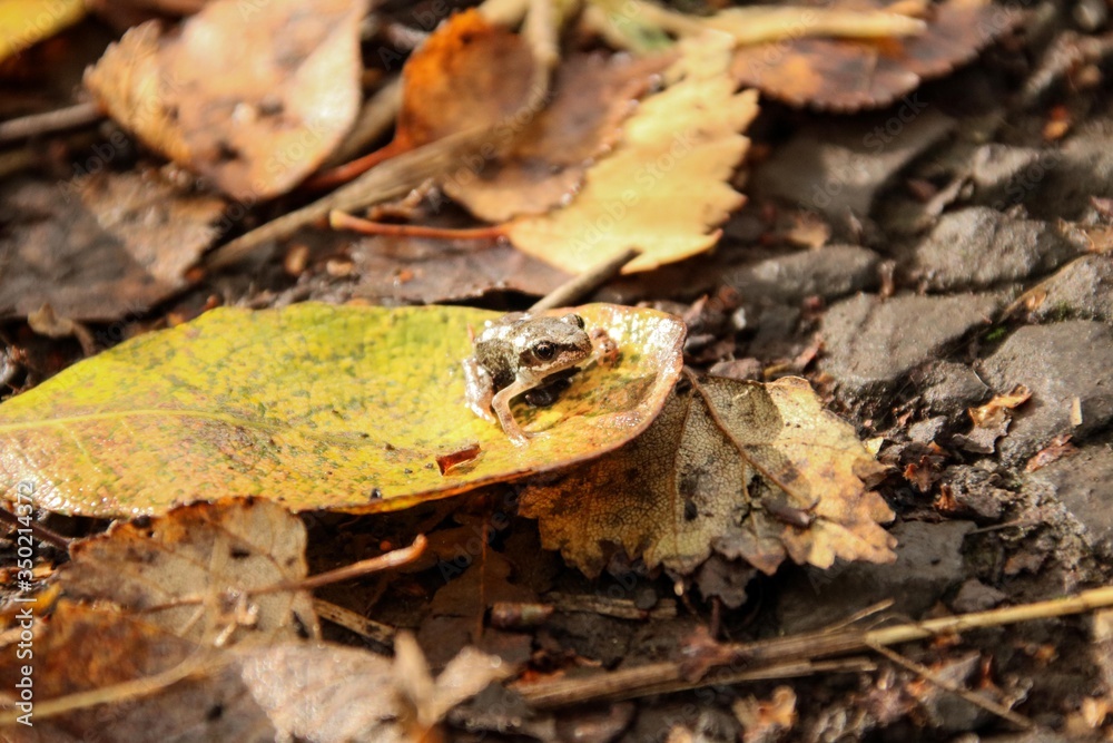 Frog Frog