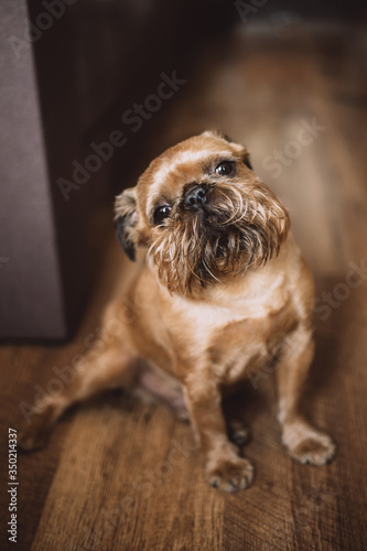 Beautiful Brussels Griffon is sitting on the floor