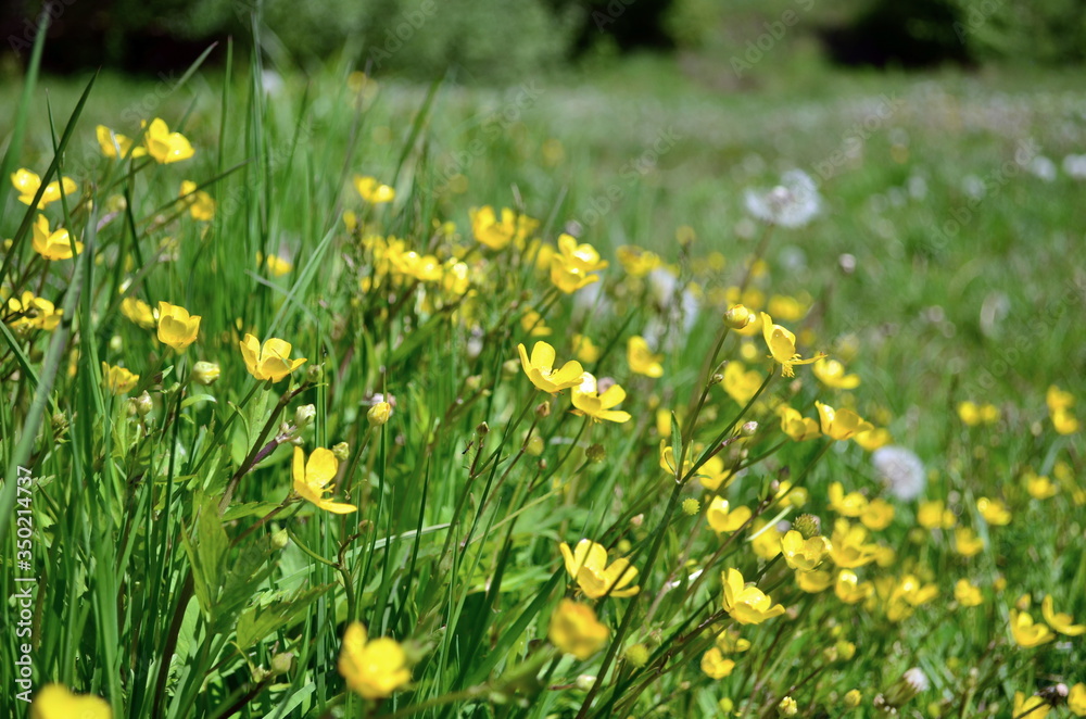 Yellow buttercup flowers are blooming on the meadow