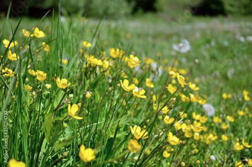 Yellow buttercup flowers are blooming on the meadow