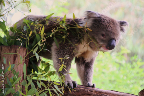 Photography Koala