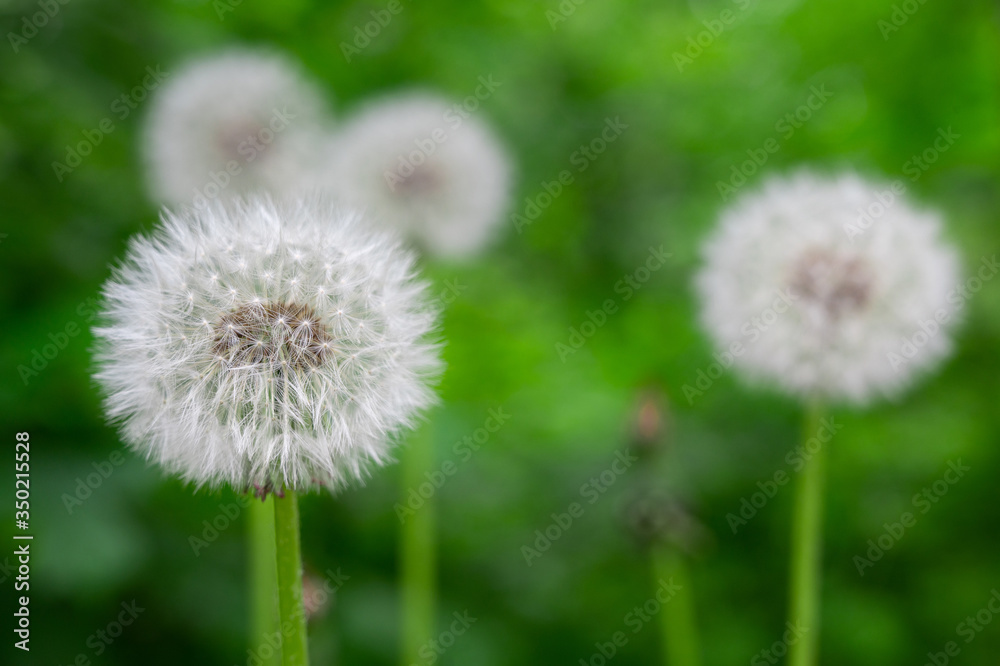 white fluffy dandelions in a spring park on a green background. flowering in the meadow. loose flowers without care in the wild white fluffy dandelions in a spring park on a green background. flowering in the meadow. loose flowers without care in the wild