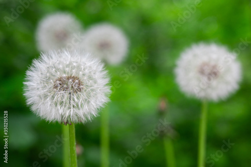 white fluffy dandelions in a spring park on a green background. flowering in the meadow. loose flowers without care in the wild