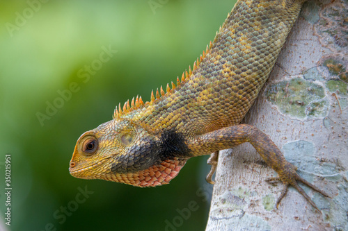 a wild Oriental garden lizard (Calotes versicolor) in the Sungei Buloh Wetland Reserve Singapore. it is found widely distributed in indo-Malaya. It has also been introduced in many other countries photo