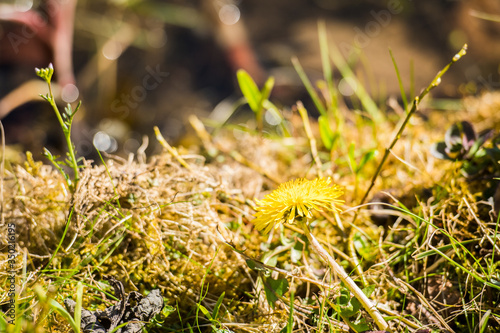 yellow dandelion flower on a moss backgound