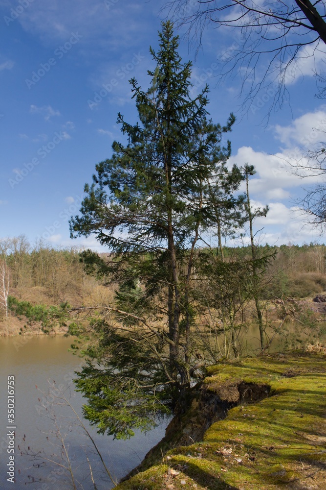 A tough pine grows on the edge of a rock. It is a sunny day.A hardy coniferous tree - pine - grows almost in the air  high above the water surface of the flooded quarry.