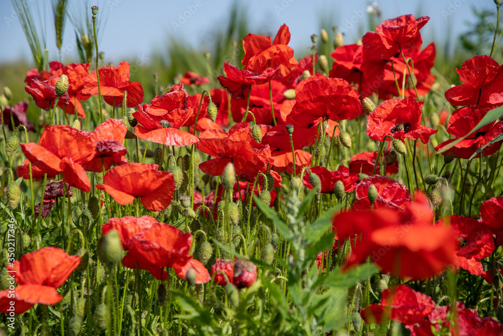 Red poppies (Papaver rhoeas) in a summer meadow in England Red poppies (Papaver rhoeas) in a summer meadow in England