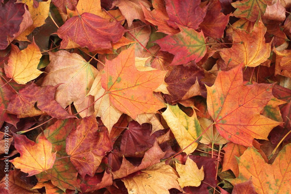 Autumn background - dried  yellow, green, orange, purple and red maple leaves