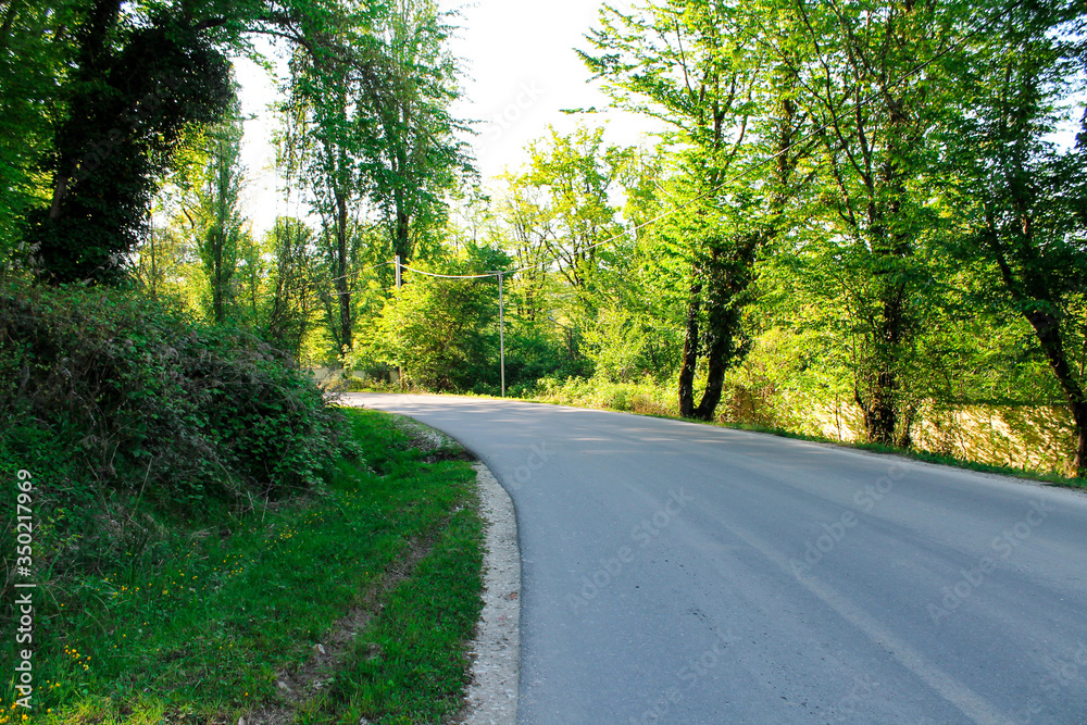Road in a quiet forest, forest path among tall trees, wild summer forest, path for walking through the forest, wildlife, wild places Road in a quiet forest, forest path among tall trees, wild summer forest, path for walking through the forest, wildlife, wild places