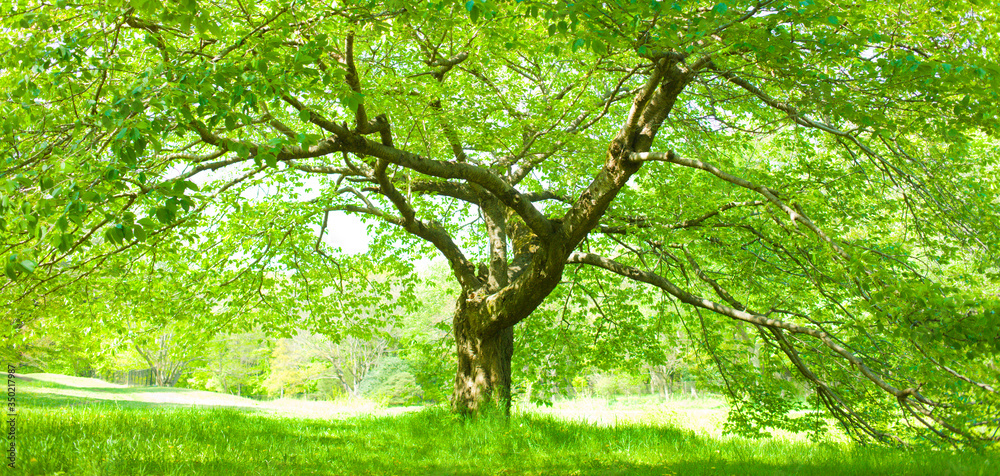 Fototapeta premium tree