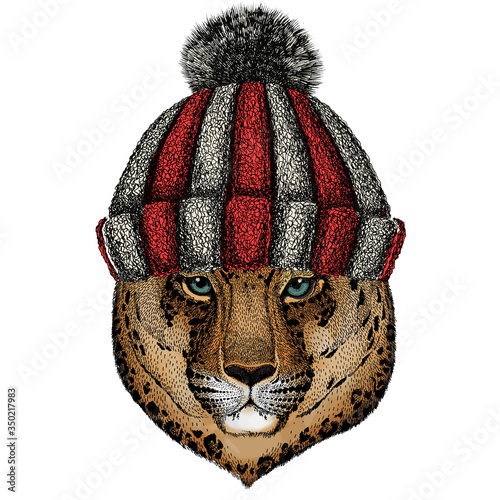 Leopard, jaguar face. Portrait of wild animal. Knitted wool winter hat.