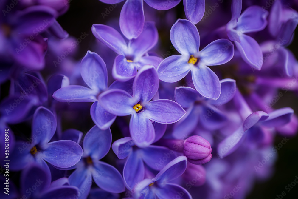 Lilac flowers close-up, detailed macro photo. Soft focus. The concept of flowering, spring, summer, holiday. Great image for cards, banners.