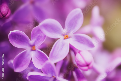 Lilac flowers close-up, detailed macro photo. Soft focus. The concept of flowering, spring, summer, holiday. Great image for cards, banners. © Ольга Холявина