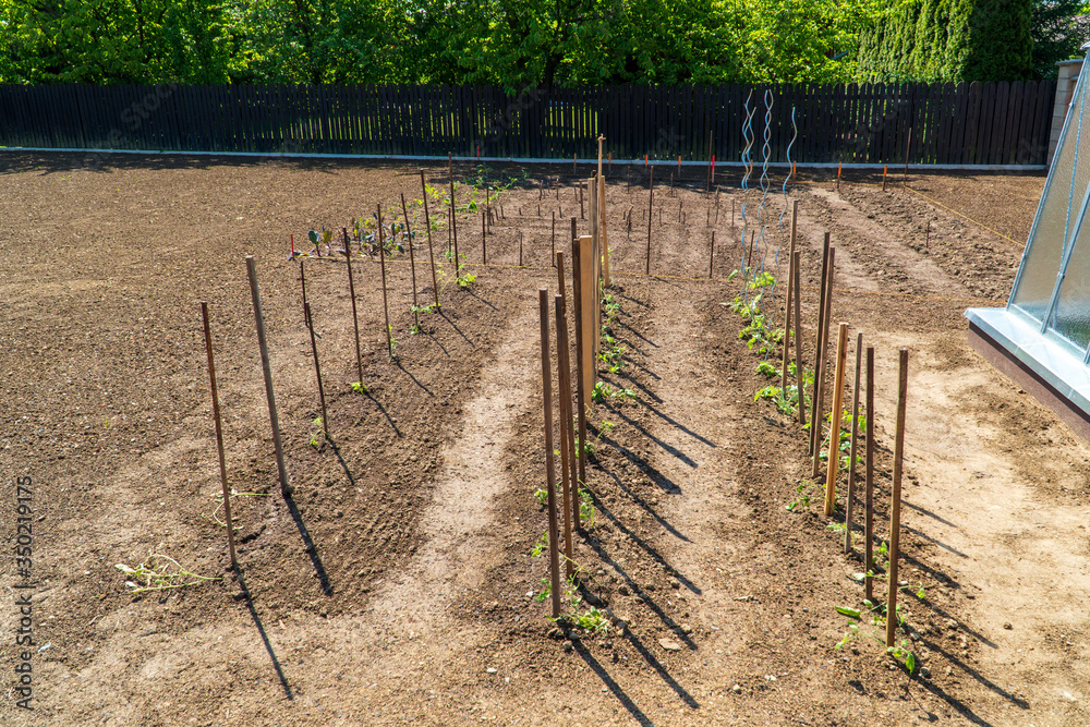 planting tomato plants in the garden