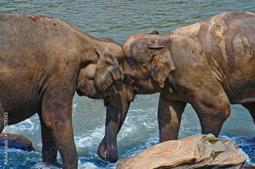 Elephants displaying affection in river. Pinnawala Elephant Orphanage, Sri Lanka
