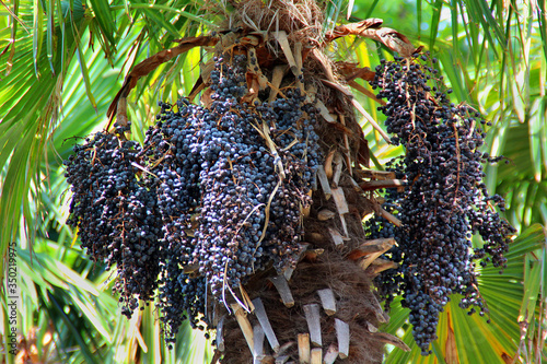 acai berries on a palm tree photo