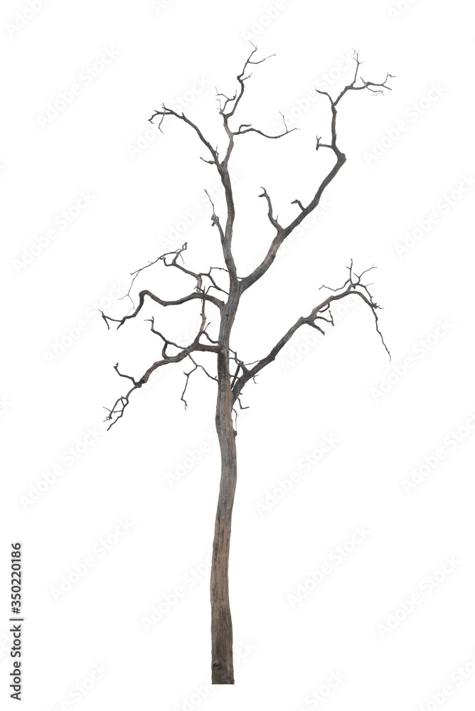 Dead tree in the white background