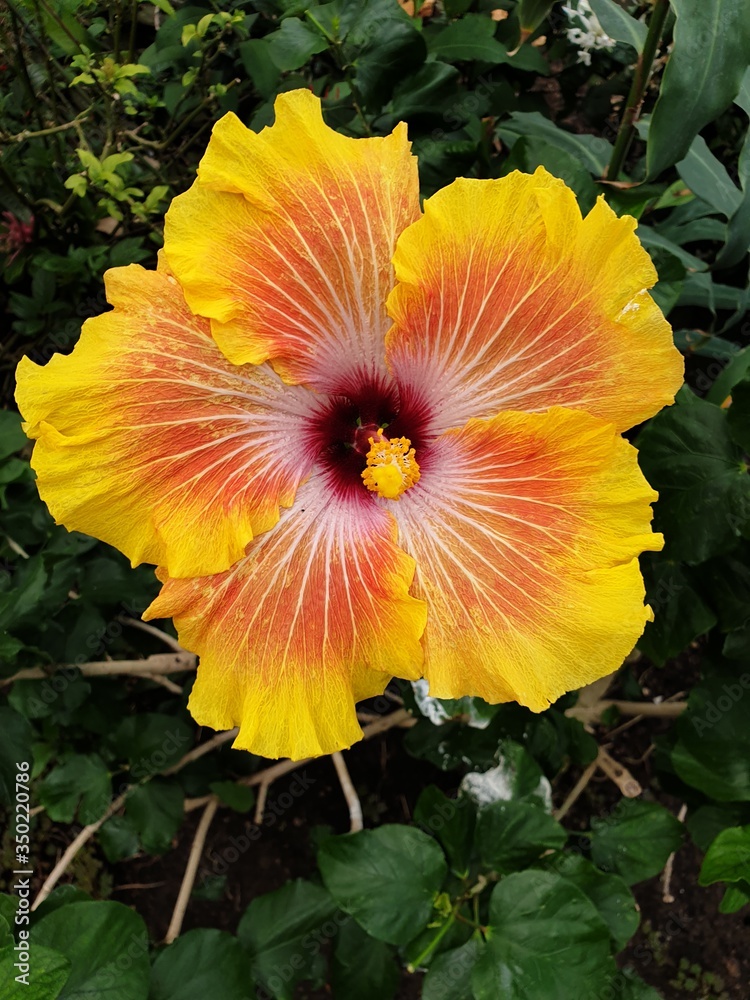 Hibiscus jaune Hibiscus jaune