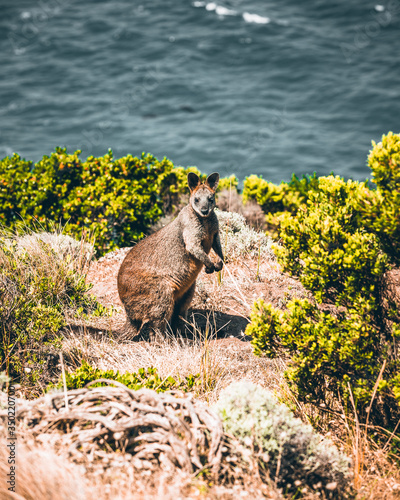 Kangaroo at Cape Bridgewater in Victoria, Australia