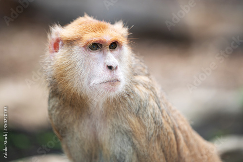 Portrait of a funny red monkey on a blurry background. smart look of a monkey. animal in the zoo.