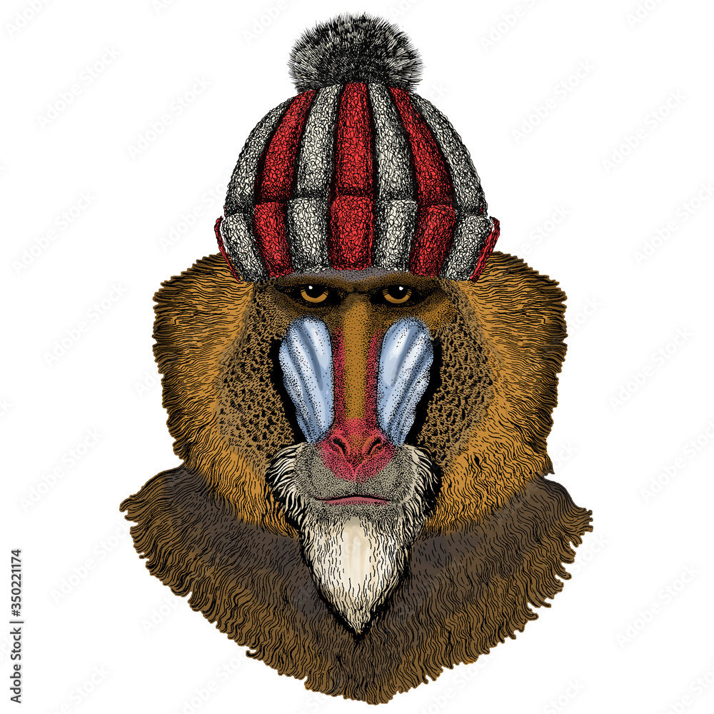 Naklejka premium Baboon, monkey, ape. Head, portrait of animal. Knitted wool winter hat.