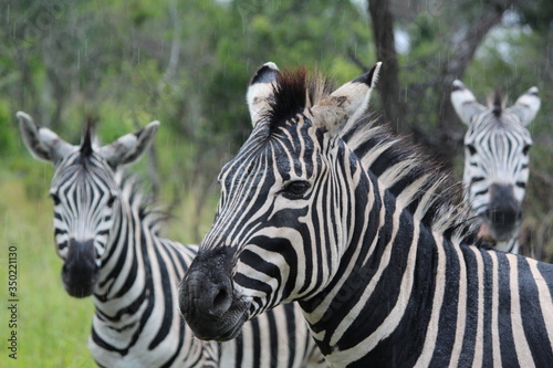zebras in the rain