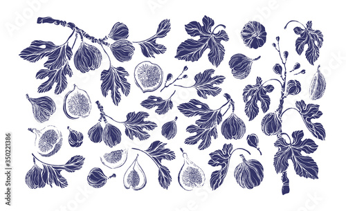 Figs set. Vector vintage shape. Hand drawn isolate photo