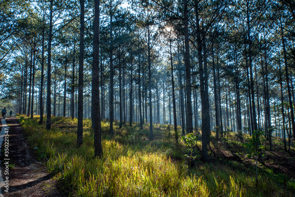 Landscape with pine forest in the morning at Dalat city, Lam Dong Province, Vietnam