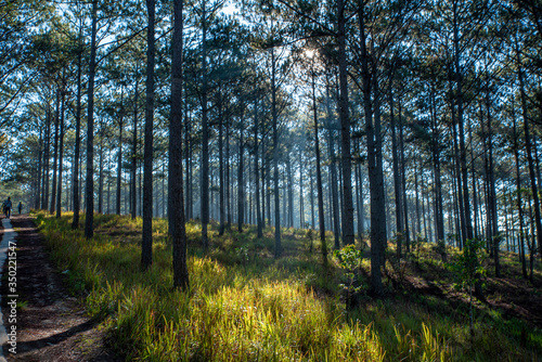 Landscape with pine forest in the morning at Dalat city, Lam Dong Province, Vietnam © Nhan