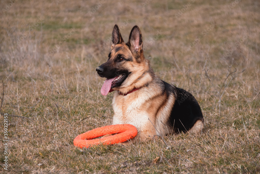 A German shepherd is lying in a clearing. A dog and its toy. A German shepherd is lying in a clearing. A dog and its toy.