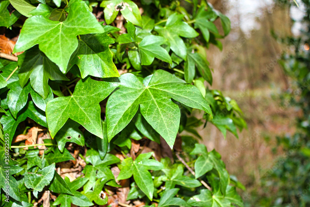 Obraz premium Ivy leaves