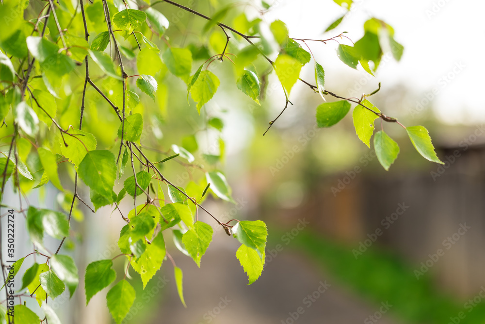 Twigs with birch leaves. Sharpness on green leaves. The place for an inscription Twigs with birch leaves. Sharpness on green leaves. The place for an inscription