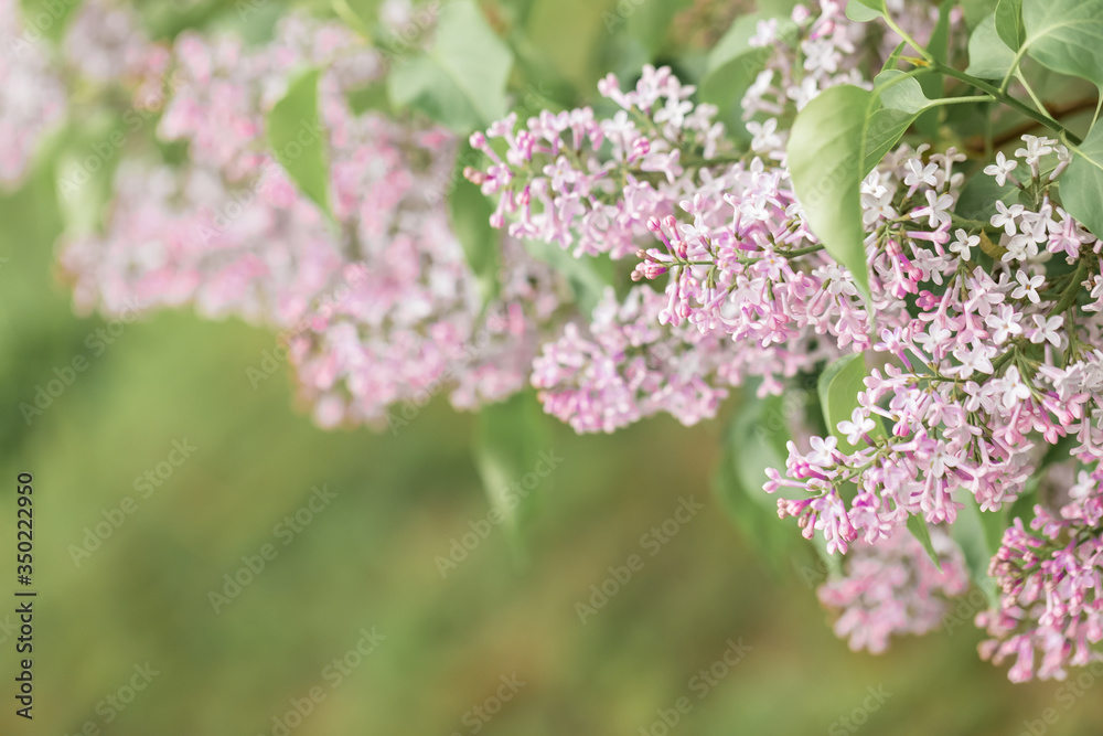 The blossoming lilac bush