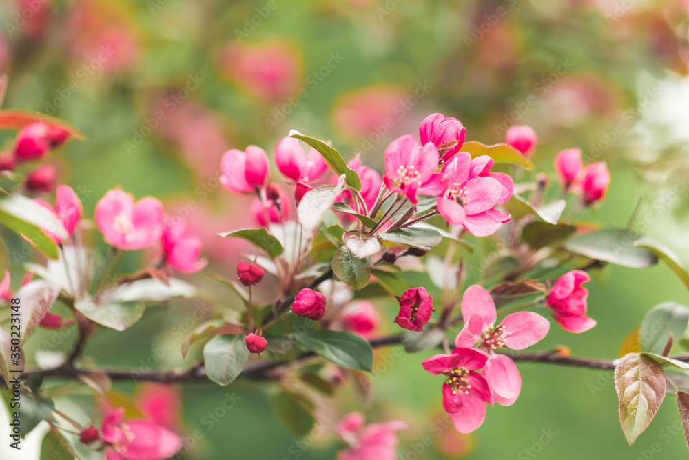 Bright background of Flowering apple gardens on a sunny day. Pink and raspberry flowers and buds on the tree. Spring seasons of blossoming Bright background of Flowering apple gardens on a sunny day. Pink and raspberry flowers and buds on the tree. Spring seasons of blossoming