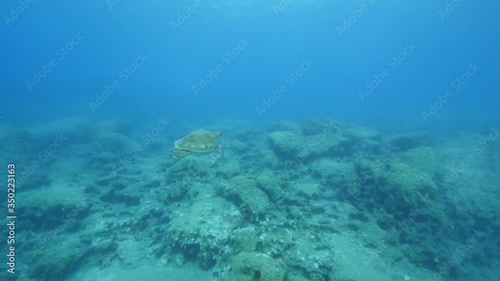 sea turtle underwater close up eating and swimming ocean scenery sea turtle underwater close up eating and swimming ocean scenery