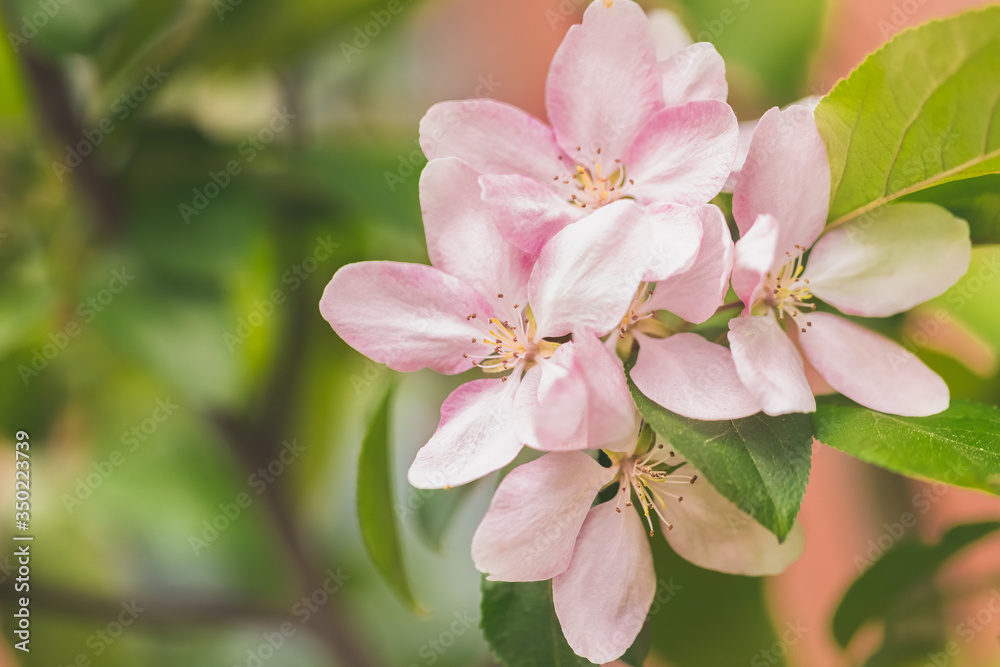 A garden with a flowering quince. Apple-tree in bloom. Branch with pink petals A garden with a flowering quince. Apple-tree in bloom. Branch with pink petals