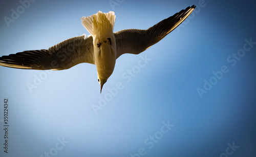Flying seagull