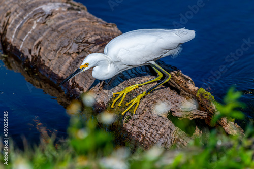 A Snowy Egret (Egretta thula) hunting for food from a downed palm tree in the water in the Orlando Wetlands Park, Orlando, Florida, USA. photo