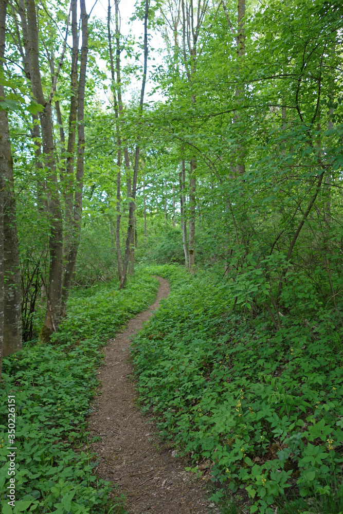 Fußpfad durch Laubwald im Frühjahr Fußpfad durch Laubwald im Frühjahr