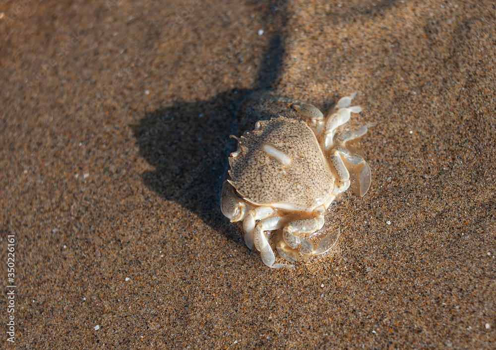 Small beach crab on the beach